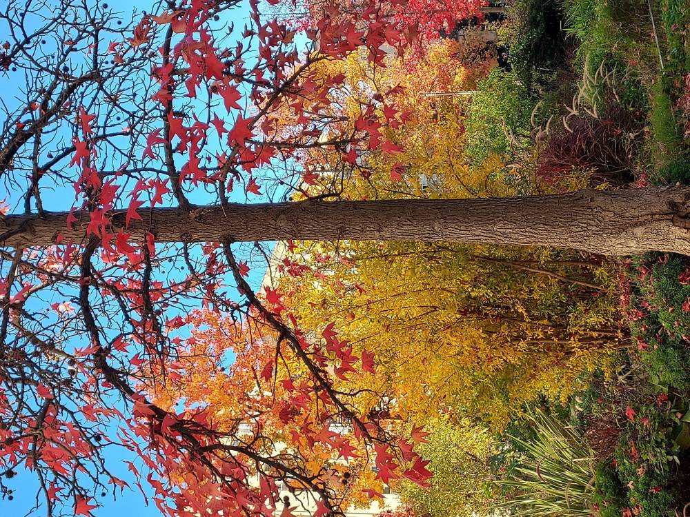 arbres