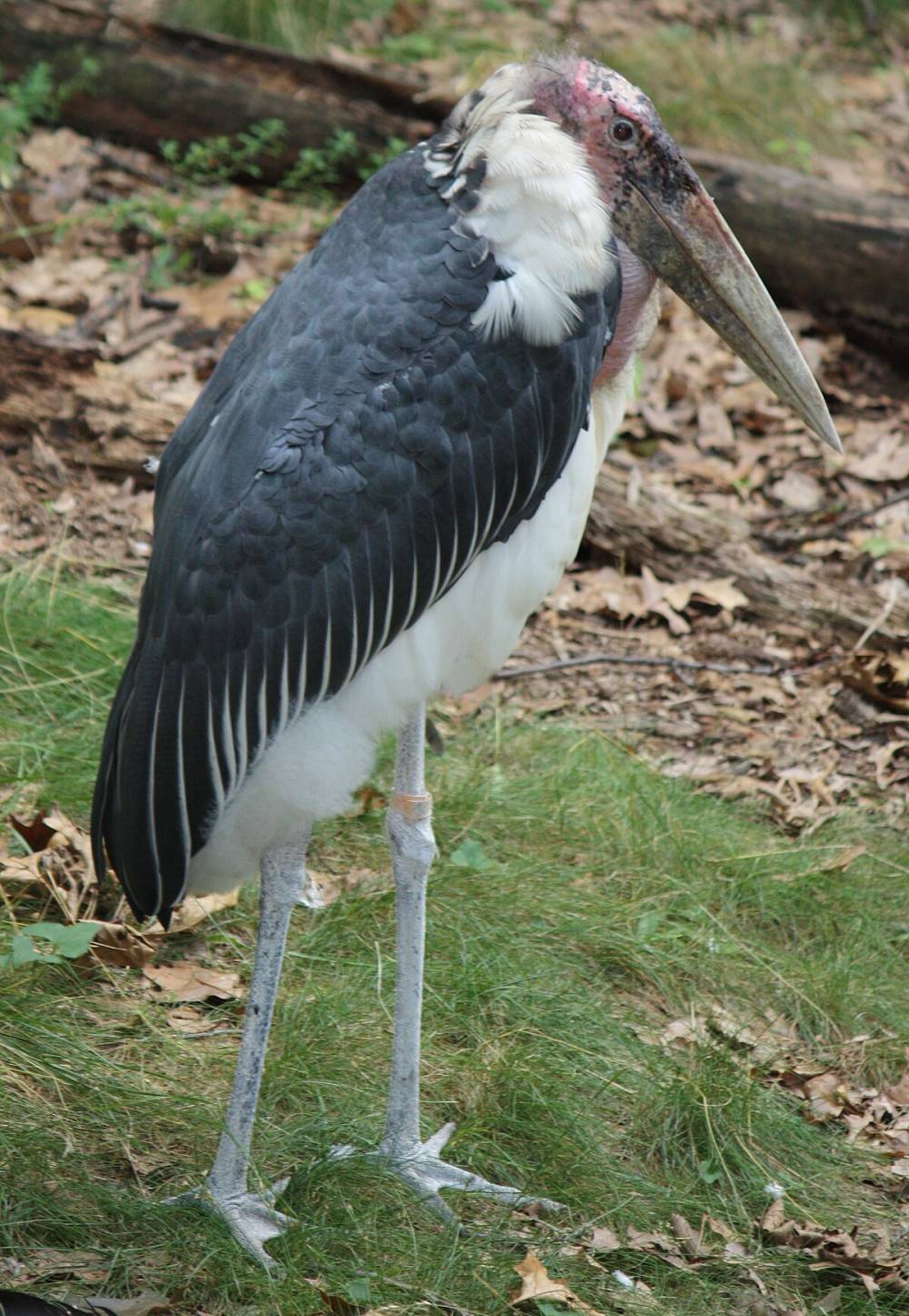 Marabou_Stork_001