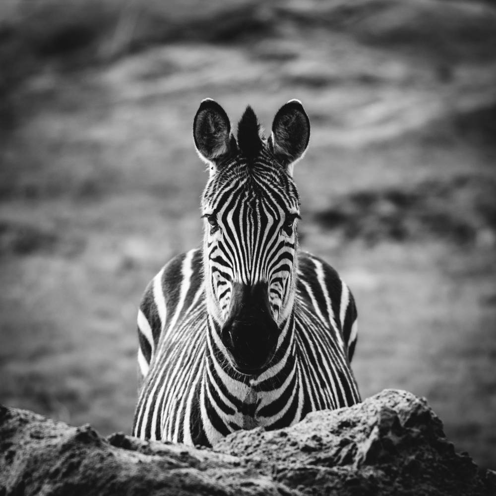 janko-ferlic-VyY6DopvJ8o-unsplash