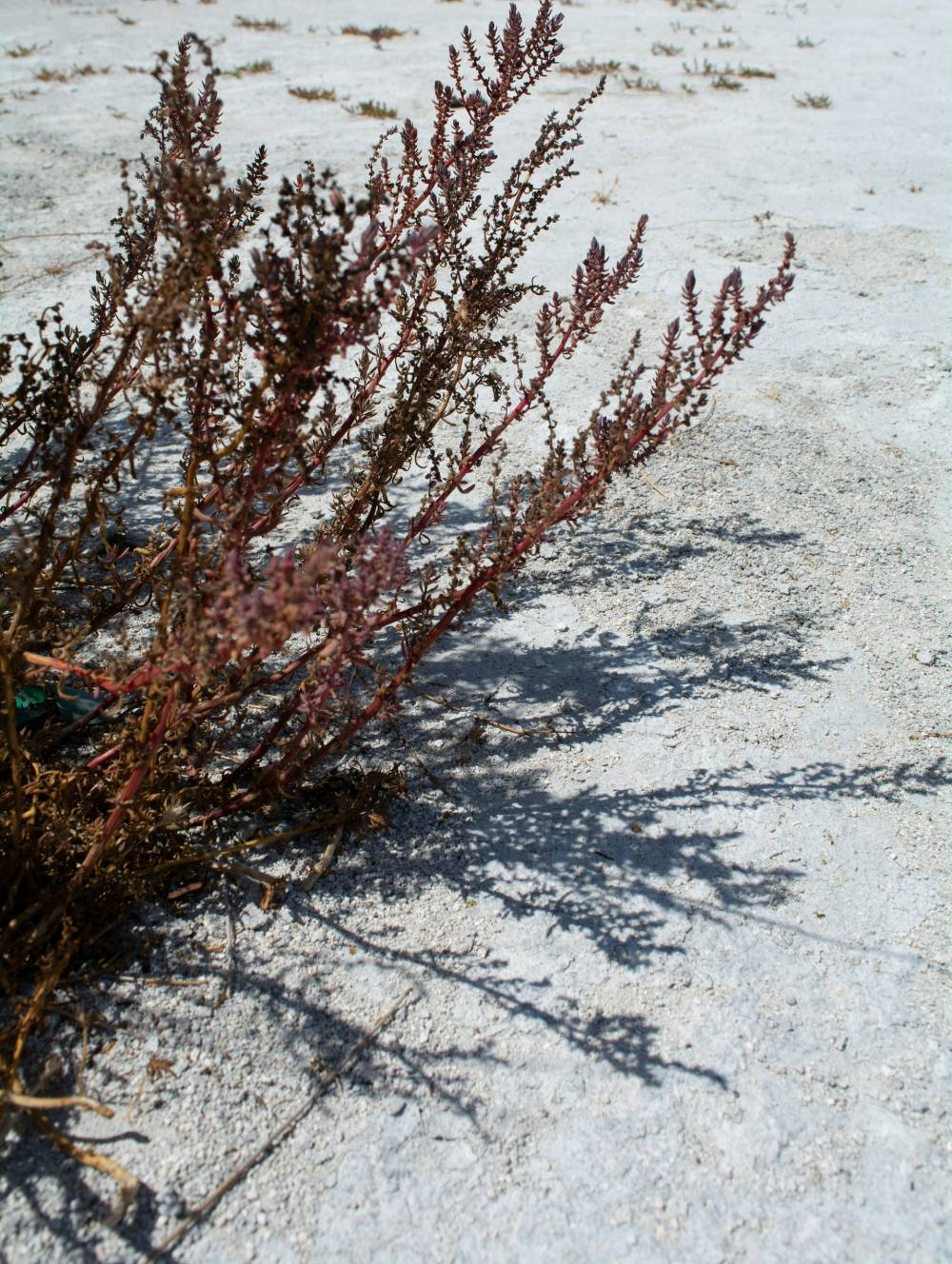 jannet-serhan-sVYjzK-jPsA-unsplash (1)